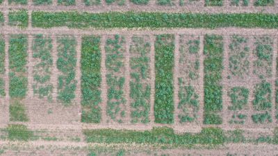    Šis skats no gaisa pavasarī, parāda mazo lauku izmēģinājumu, kura mērķis bija novērtēt Novakerb efektivitāti nezāļu ierobežošanā. Skaidri redzama atšķirība starp apstrādātajiem un neapstrādātajiem lauciņiem. Lauciņi, kas rudenī tika apstrādāti ar Novakerb, ir ievērojami tīrāki, apliecinot ilgstošu un efektīvu kontroli.